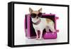 Chihuahua Wearing Sunglasses with Girly Props-null-Framed Stretched Canvas