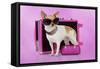 Chihuahua Wearing Sunglasses with Girly Props-null-Framed Stretched Canvas