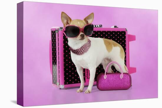 Chihuahua Wearing Sunglasses with Girly Props-null-Stretched Canvas