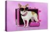 Chihuahua Wearing Sunglasses with Girly Props-null-Stretched Canvas