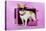 Chihuahua Wearing Sunglasses with Girly Props-null-Stretched Canvas