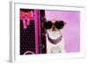 Chihuahua Wearing Sunglasses with Girly Props-null-Framed Photographic Print