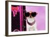 Chihuahua Wearing Sunglasses with Girly Props-null-Framed Photographic Print