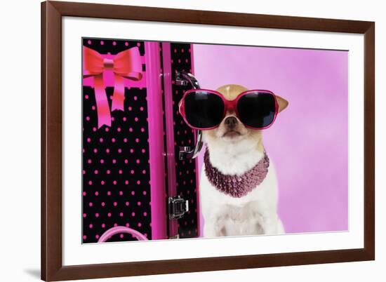 Chihuahua Wearing Sunglasses with Girly Props-null-Framed Photographic Print