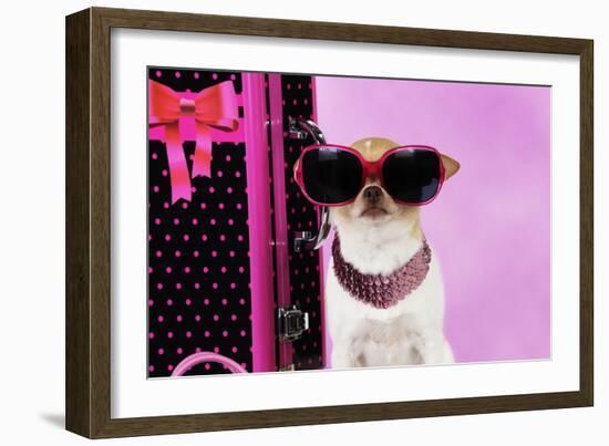 Chihuahua Wearing Sunglasses with Girly Props-null-Framed Photographic Print