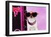 Chihuahua Wearing Sunglasses with Girly Props-null-Framed Photographic Print