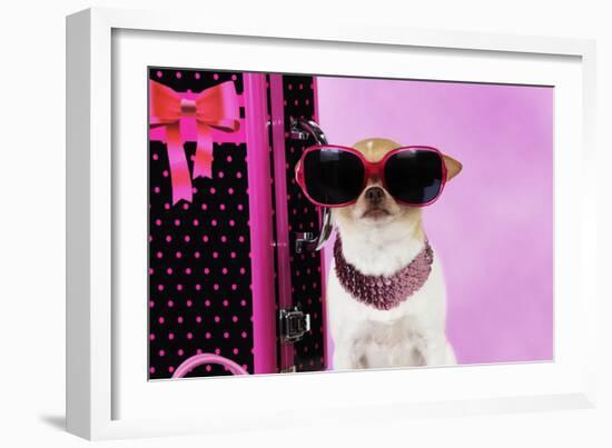 Chihuahua Wearing Sunglasses with Girly Props-null-Framed Photographic Print