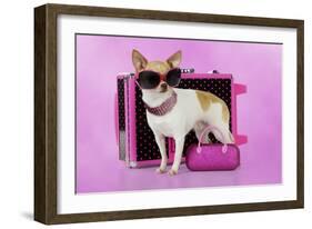 Chihuahua Wearing Sunglasses with Girly Props-null-Framed Photographic Print