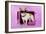 Chihuahua Wearing Sunglasses with Girly Props-null-Framed Photographic Print