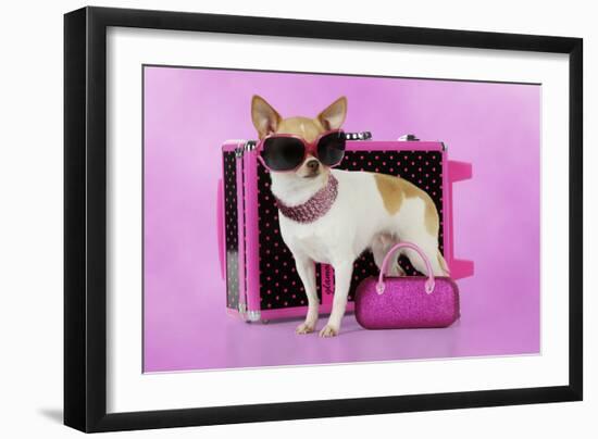 Chihuahua Wearing Sunglasses with Girly Props-null-Framed Photographic Print