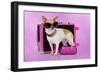 Chihuahua Wearing Sunglasses with Girly Props-null-Framed Photographic Print