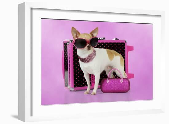 Chihuahua Wearing Sunglasses with Girly Props-null-Framed Photographic Print