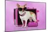 Chihuahua Wearing Sunglasses with Girly Props-null-Mounted Photographic Print