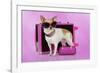 Chihuahua Wearing Sunglasses with Girly Props-null-Framed Photographic Print