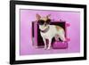 Chihuahua Wearing Sunglasses with Girly Props-null-Framed Photographic Print