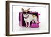 Chihuahua Wearing Sunglasses with Girly Props-null-Framed Photographic Print