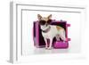 Chihuahua Wearing Sunglasses with Girly Props-null-Framed Photographic Print