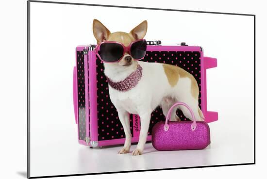 Chihuahua Wearing Sunglasses with Girly Props-null-Mounted Photographic Print