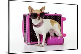 Chihuahua Wearing Sunglasses with Girly Props-null-Mounted Photographic Print