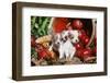 Chihuahua-null-Framed Photographic Print