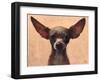 Chihuahua-Thomas Fluharty-Framed Art Print