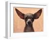 Chihuahua-Thomas Fluharty-Framed Art Print