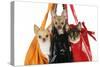 Chihuahuas in Handbags-null-Stretched Canvas