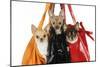 Chihuahuas in Handbags-null-Mounted Photographic Print