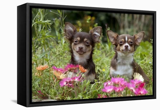 Chihuahuas Sitting in Flowerbed-null-Framed Stretched Canvas