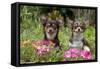 Chihuahuas Sitting in Flowerbed-null-Framed Stretched Canvas