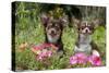 Chihuahuas Sitting in Flowerbed-null-Stretched Canvas