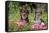 Chihuahuas Sitting in Flowerbed-null-Framed Stretched Canvas