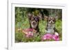 Chihuahuas Sitting in Flowerbed-null-Framed Photographic Print