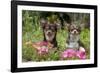 Chihuahuas Sitting in Flowerbed-null-Framed Photographic Print