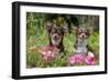 Chihuahuas Sitting in Flowerbed-null-Framed Photographic Print