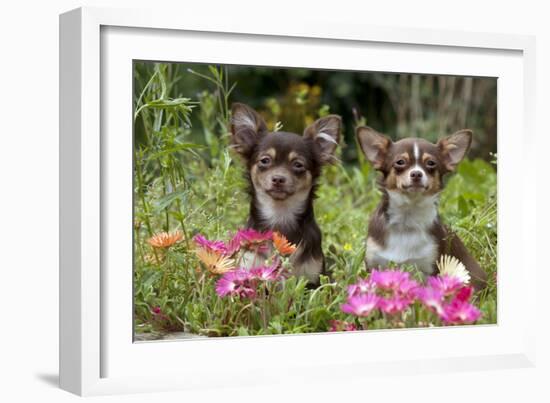 Chihuahuas Sitting in Flowerbed-null-Framed Photographic Print