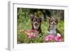 Chihuahuas Sitting in Flowerbed-null-Framed Photographic Print