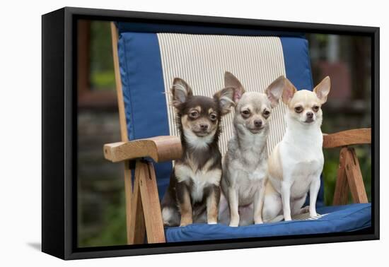 Chihuahuas Sitting on Garden Chair-null-Framed Stretched Canvas