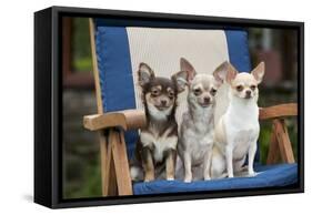 Chihuahuas Sitting on Garden Chair-null-Framed Stretched Canvas