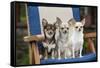 Chihuahuas Sitting on Garden Chair-null-Framed Stretched Canvas