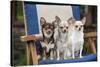 Chihuahuas Sitting on Garden Chair-null-Stretched Canvas