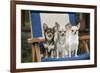 Chihuahuas Sitting on Garden Chair-null-Framed Photographic Print