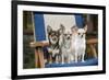 Chihuahuas Sitting on Garden Chair-null-Framed Photographic Print