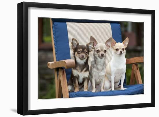 Chihuahuas Sitting on Garden Chair-null-Framed Photographic Print