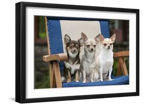 Chihuahuas Sitting on Garden Chair-null-Framed Photographic Print