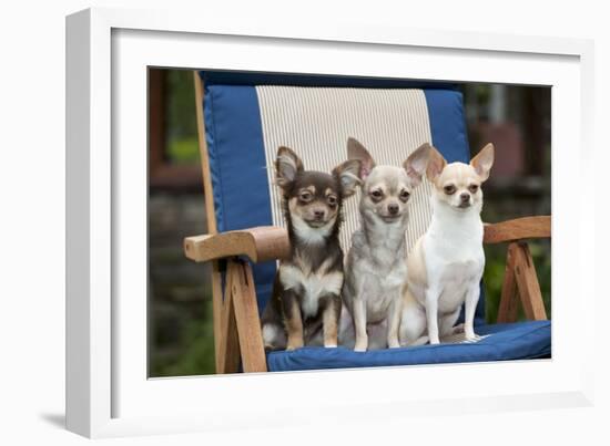 Chihuahuas Sitting on Garden Chair-null-Framed Photographic Print