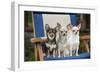 Chihuahuas Sitting on Garden Chair-null-Framed Photographic Print