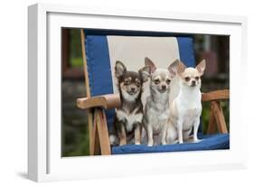 Chihuahuas Sitting on Garden Chair-null-Framed Photographic Print