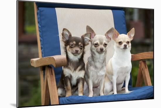Chihuahuas Sitting on Garden Chair-null-Mounted Photographic Print