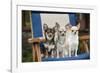 Chihuahuas Sitting on Garden Chair-null-Framed Photographic Print